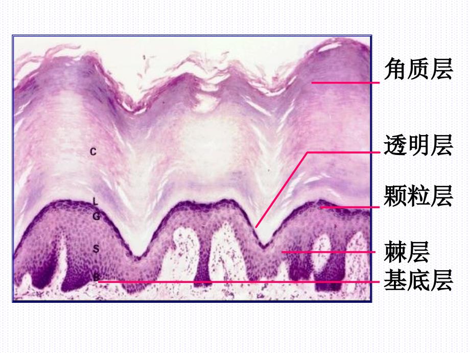 组织学与胚胎学第11章皮肤上_第3页