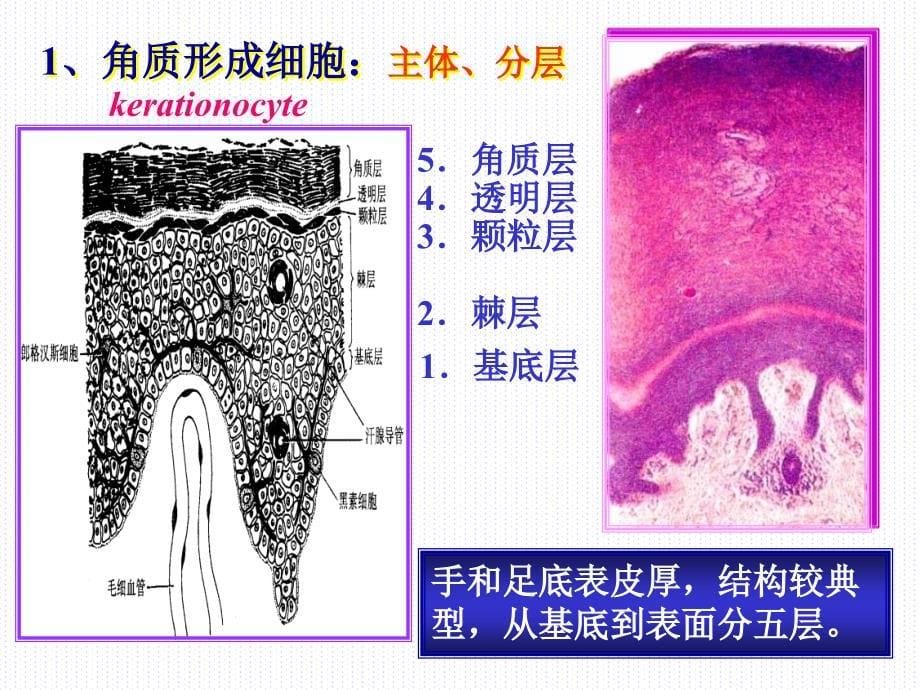 组织学与胚胎学第11章皮肤上_第5页