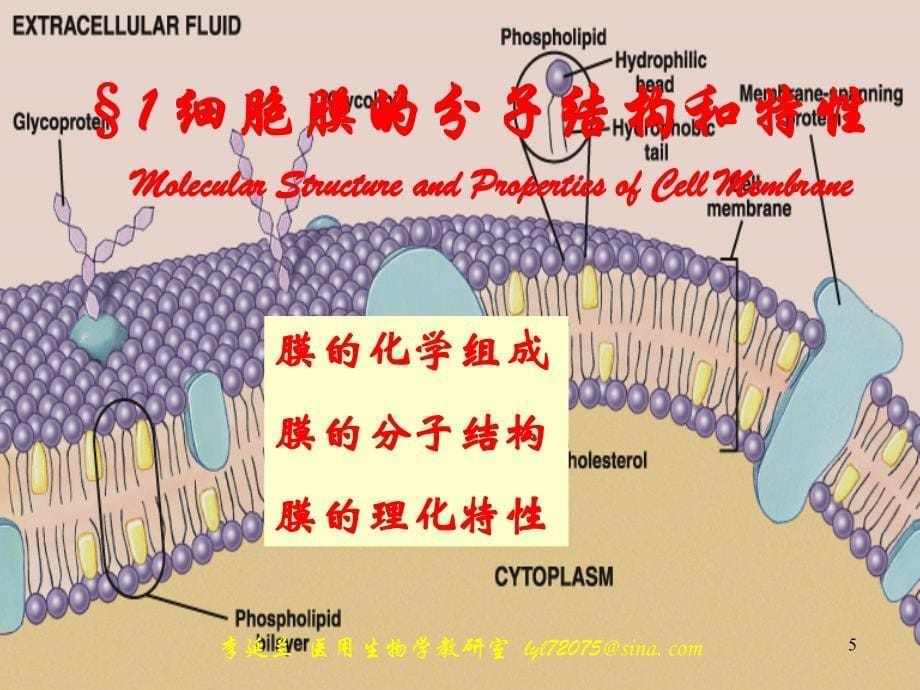 细胞膜与物质运输_第5页