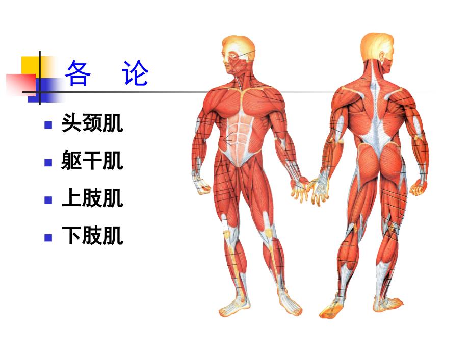 项目6：头颈躯干肌及其肌性体表标志_第2页