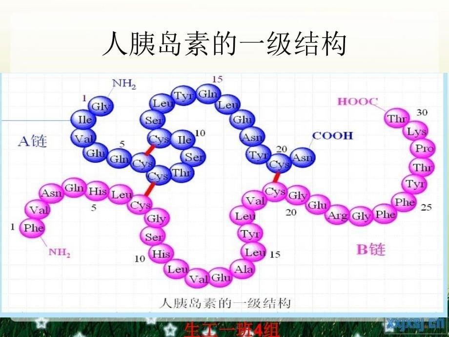 蛋白质一级结构决定高级结构_第5页