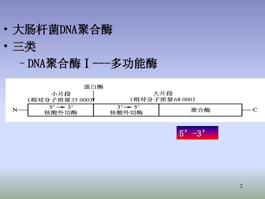 蛋白质的生物合成2_第2页