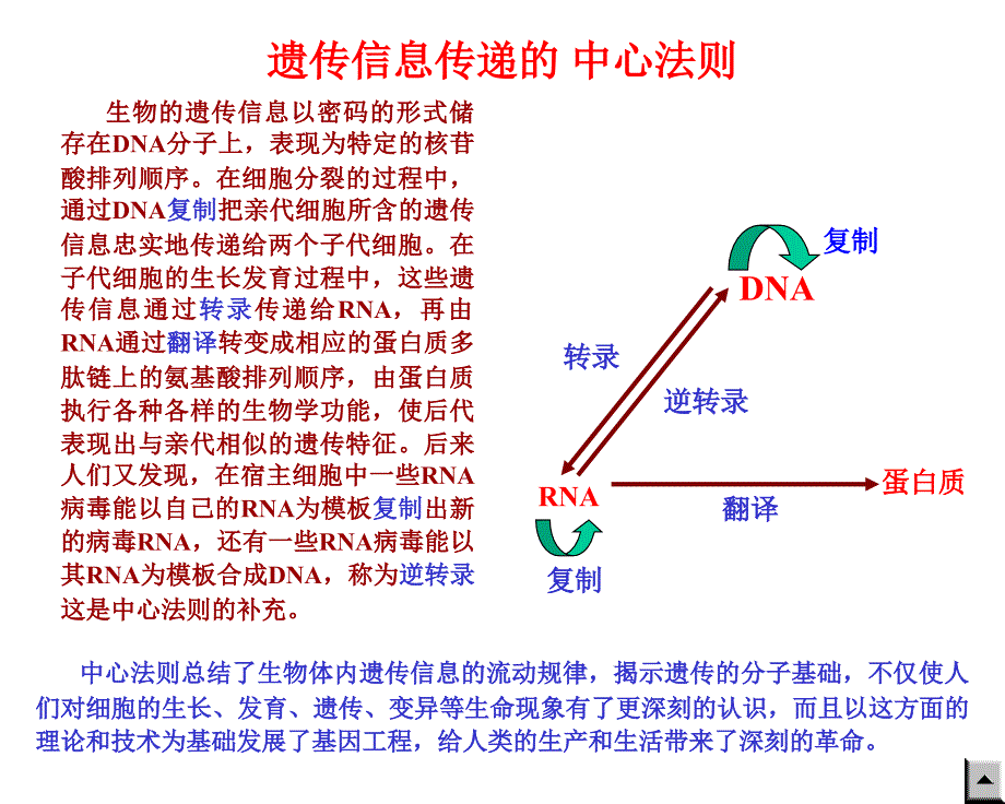 第十三章rna生物合成和加工_第2页