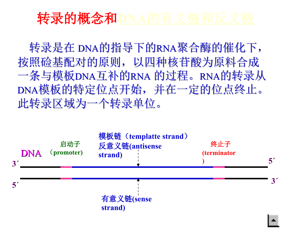 第十三章rna生物合成和加工_第4页