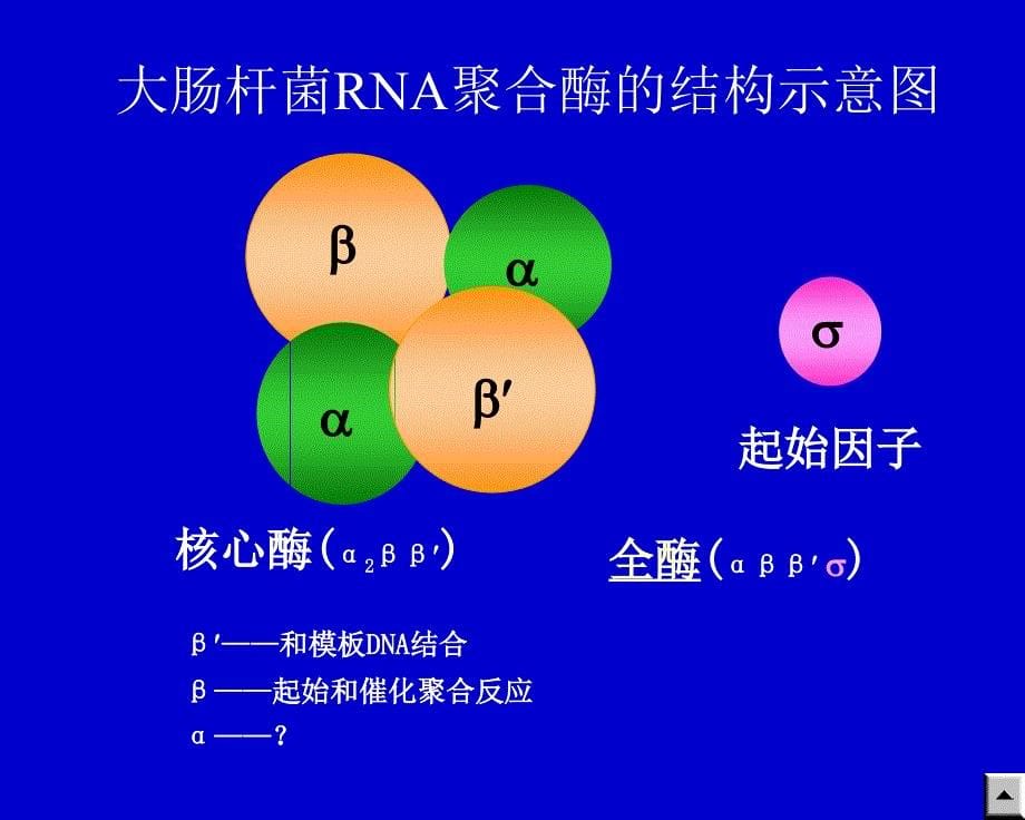 第十三章rna生物合成和加工_第5页