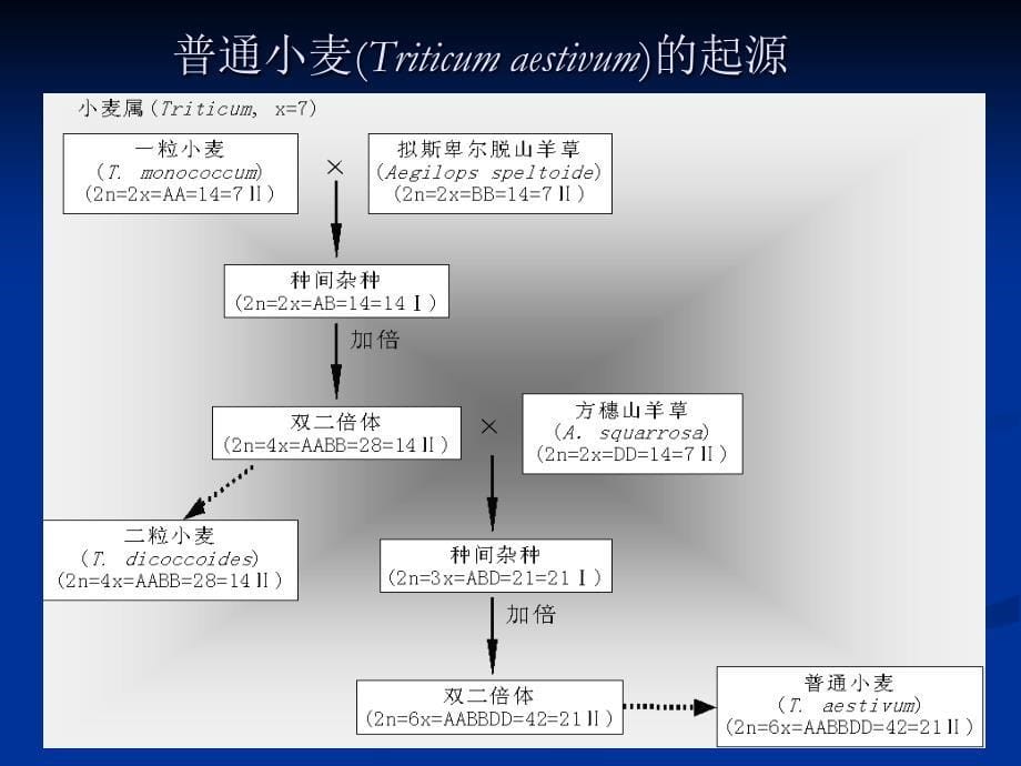 第3章染色体与遗传new_第5页