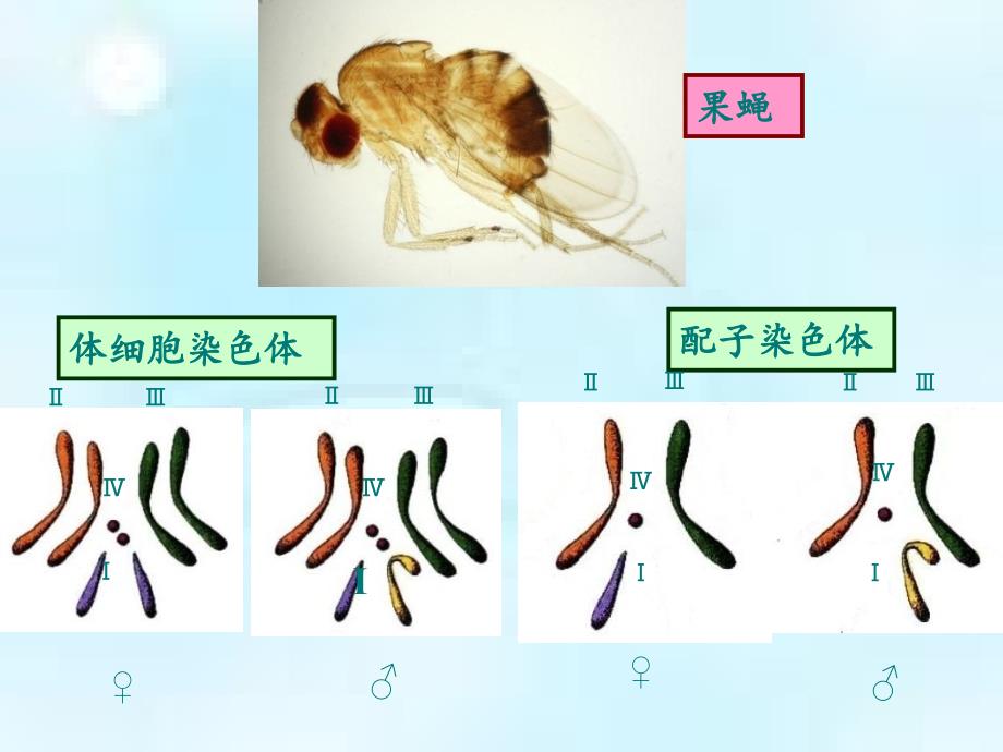 生物②必修21《减数分裂和受精作用》课件_第3页