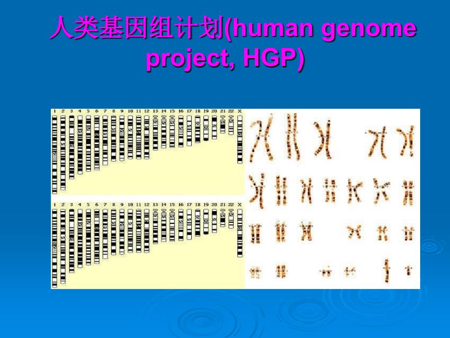 第六章dna序列分析_第2页