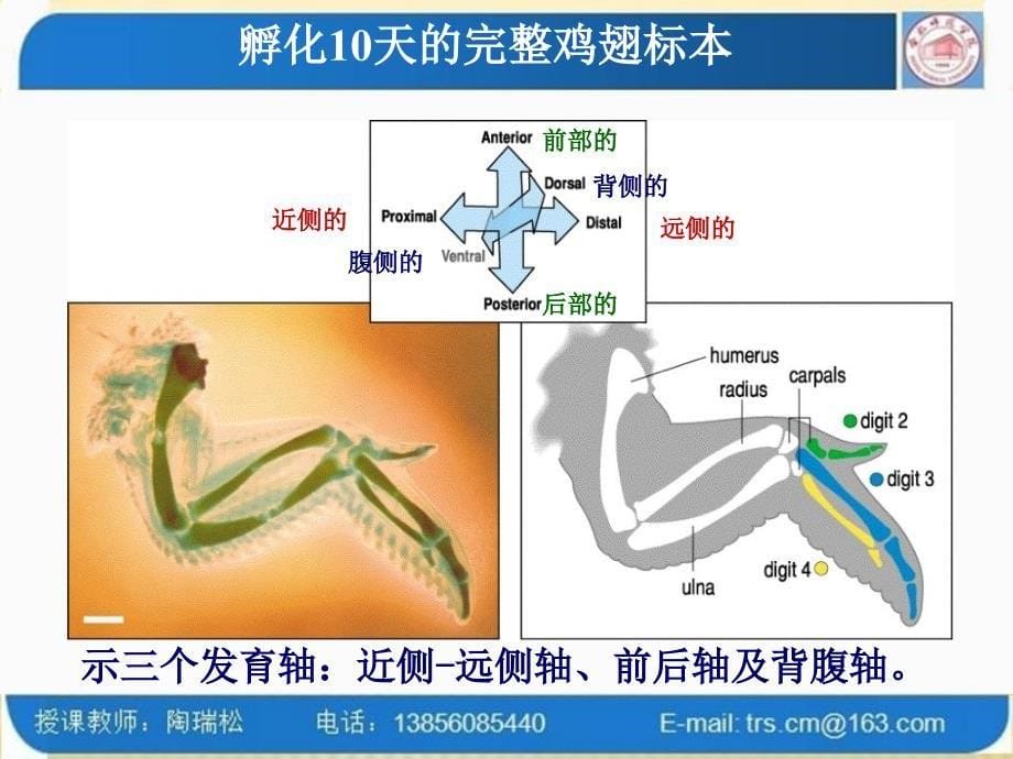 第十四章附肢的发育和再生_第5页