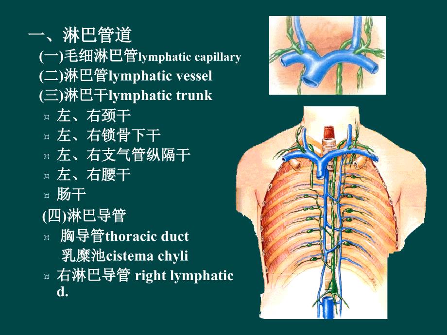 解剖淋巴循环_第2页