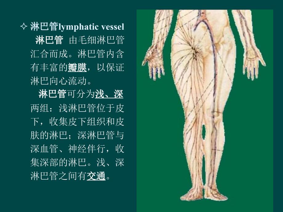 解剖淋巴循环_第4页