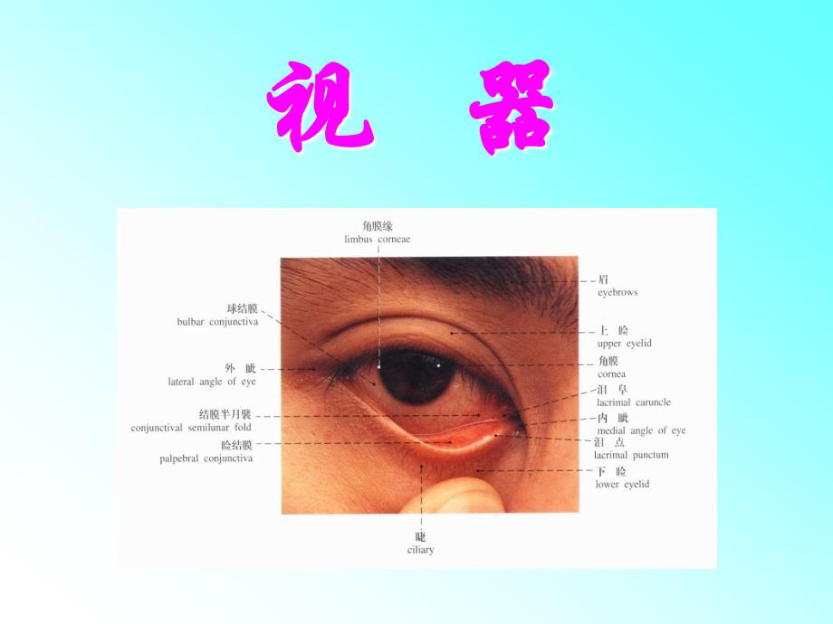 系统解剖学12视器_第4页