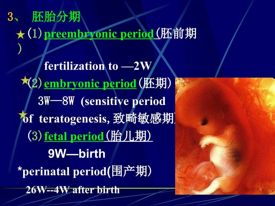 组培人体胚胎学_第4页