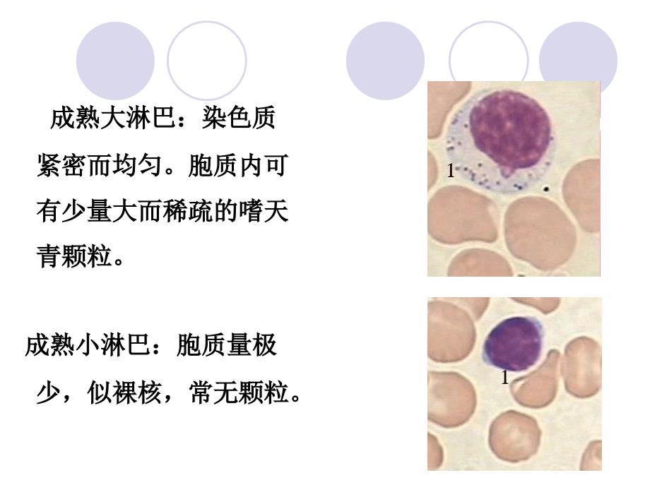 正常骨髓细胞形态学检查_第4页