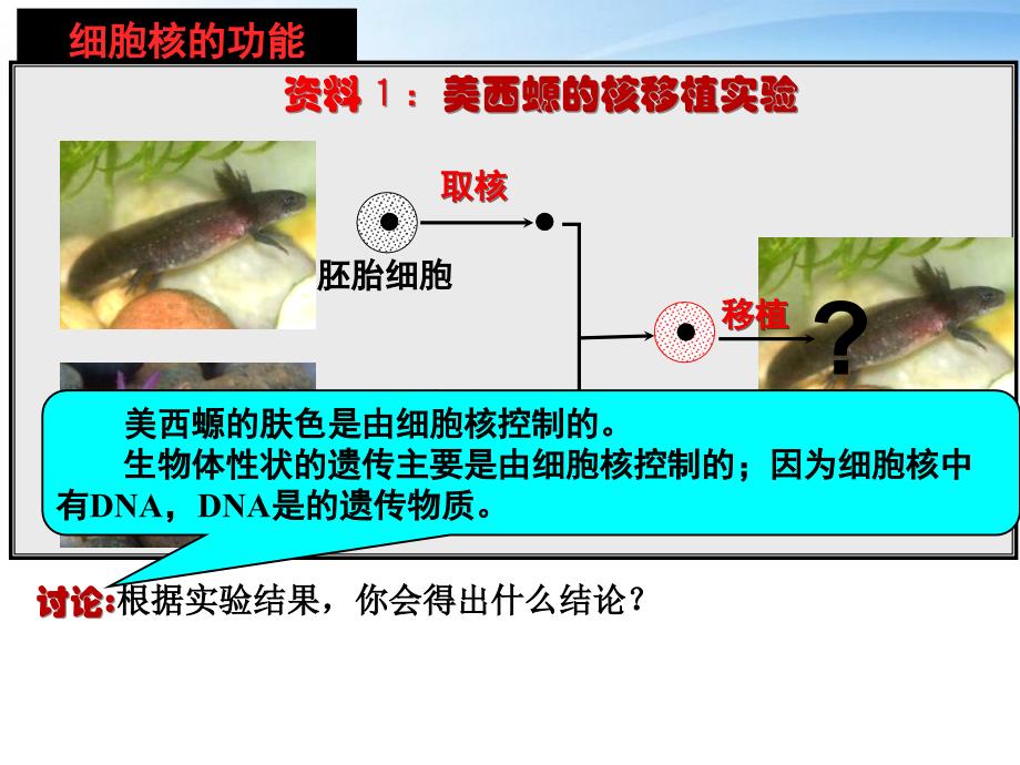 细胞核-陈娴娴_第1页