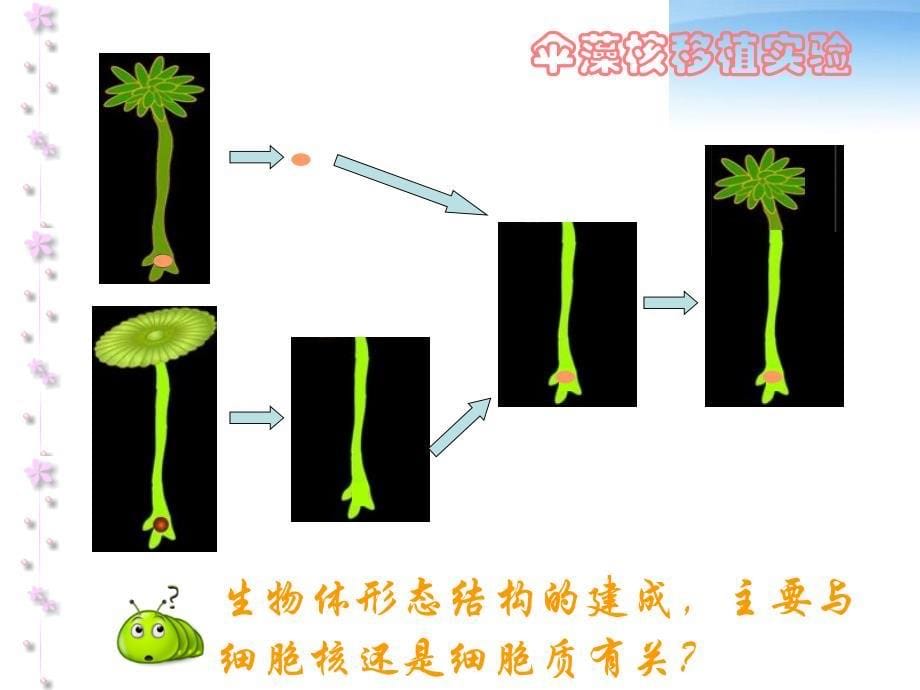 细胞核-陈娴娴_第5页