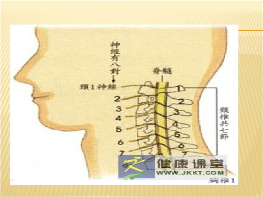 简单介绍脊髓型颈椎病的近几年来出现的新的治疗方法_第3页