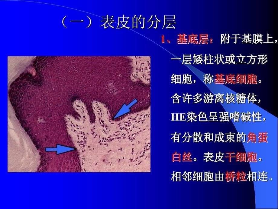 第11章皮肤五年制_第5页