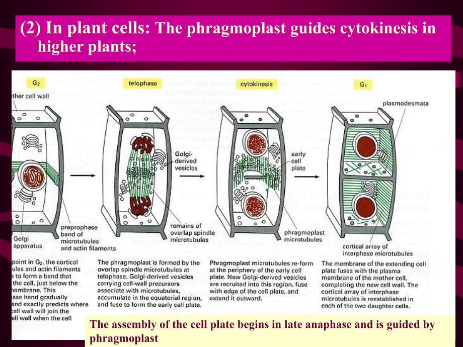 考研资料：北京大学细胞生物学第十一章+细胞增殖极其调控下_第3页