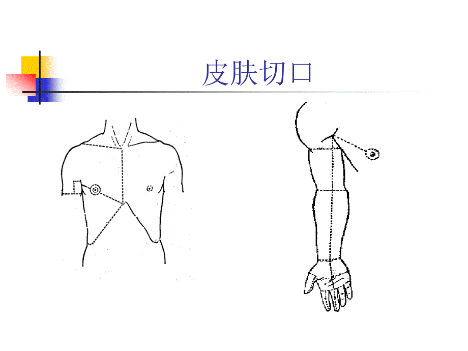 研究生《高级局部解剖学》_第2页