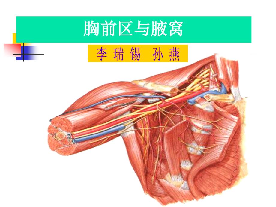 研究生《高级局部解剖学》_第3页