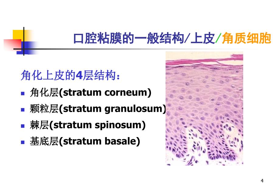 第十三章_口腔黏膜病_第4页