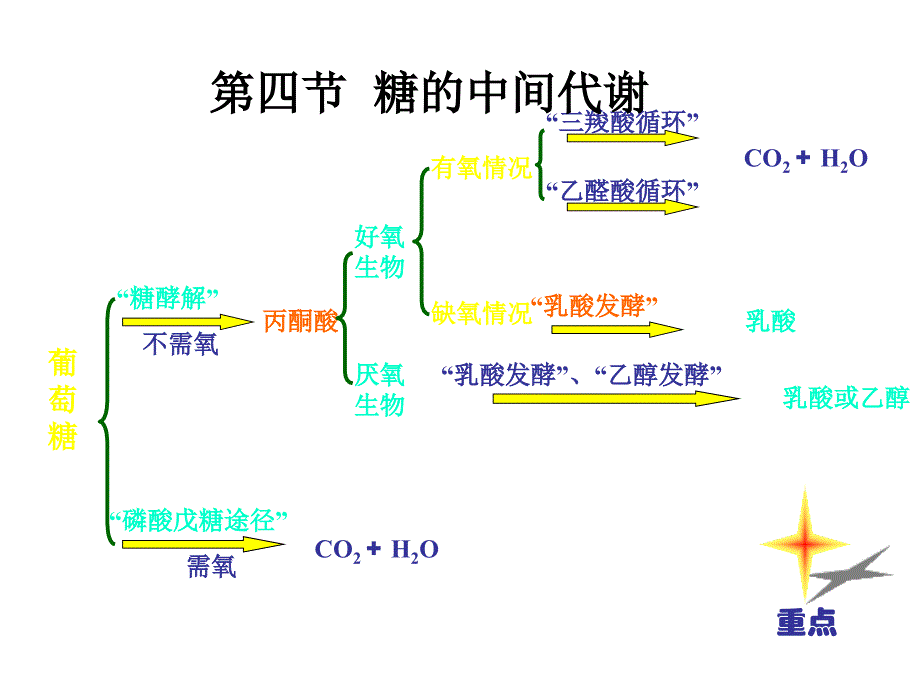 第六章-3-2糖代谢江大生化课件_第1页