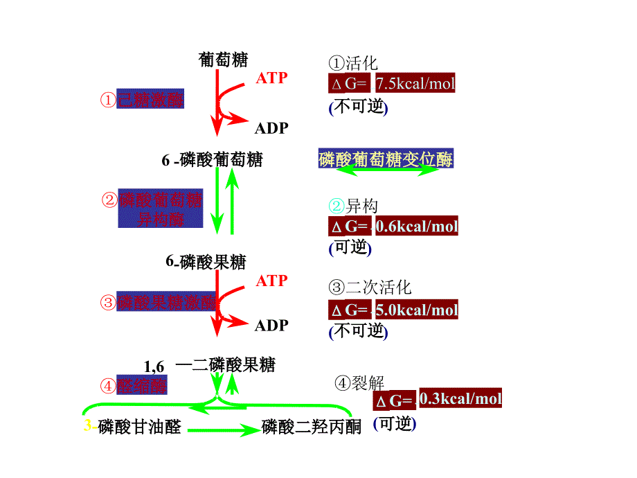 第六章-3-2糖代谢江大生化课件_第2页