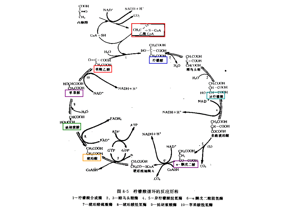 第六章-3-2糖代谢江大生化课件_第4页