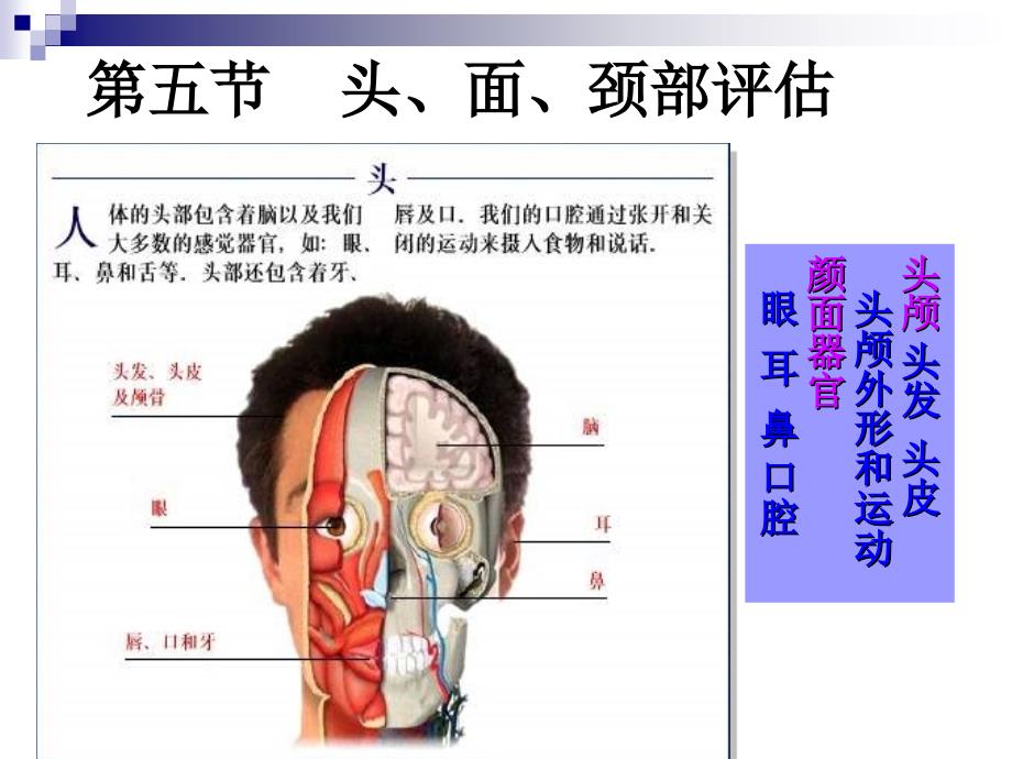 第四章体格检查头面颈_第2页