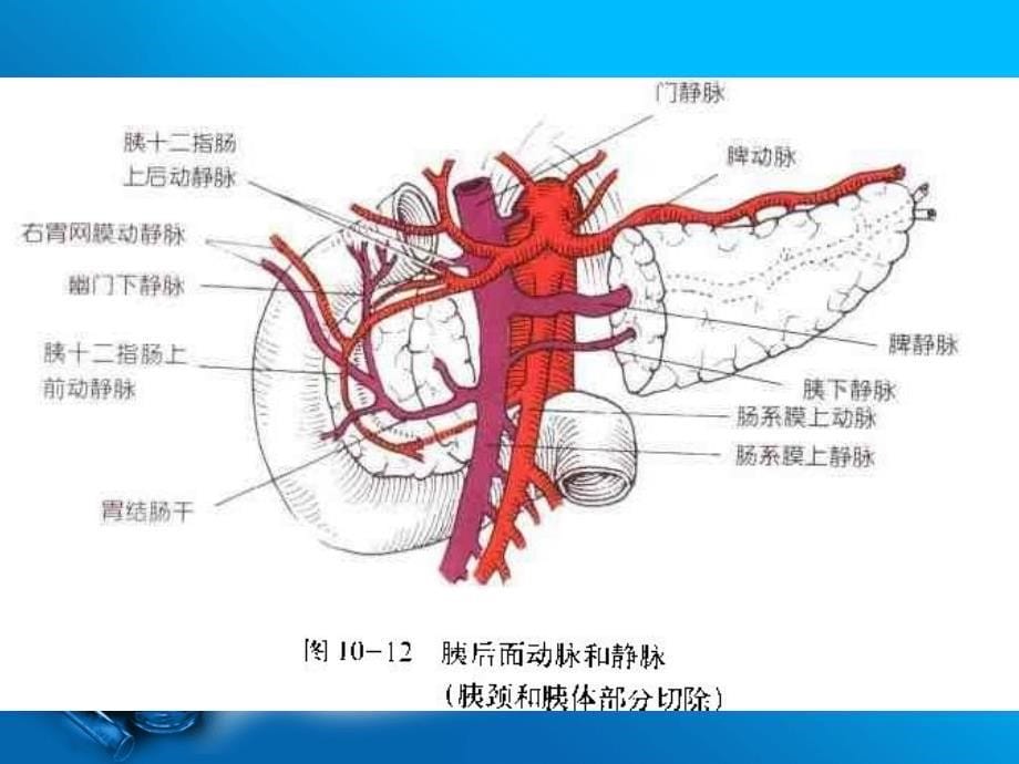 重症胰腺炎的诊断和治疗_第5页