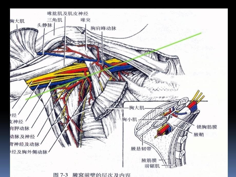 罗英瑾02上下肢前面_第5页