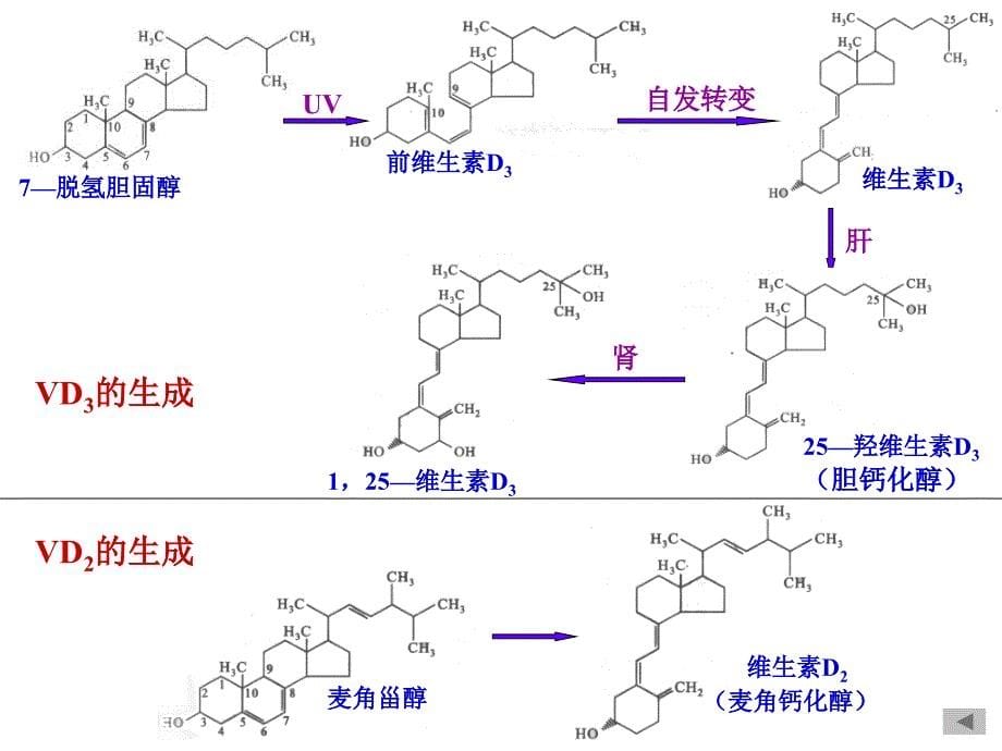 生物化学第7章维生素与辅酶_第5页