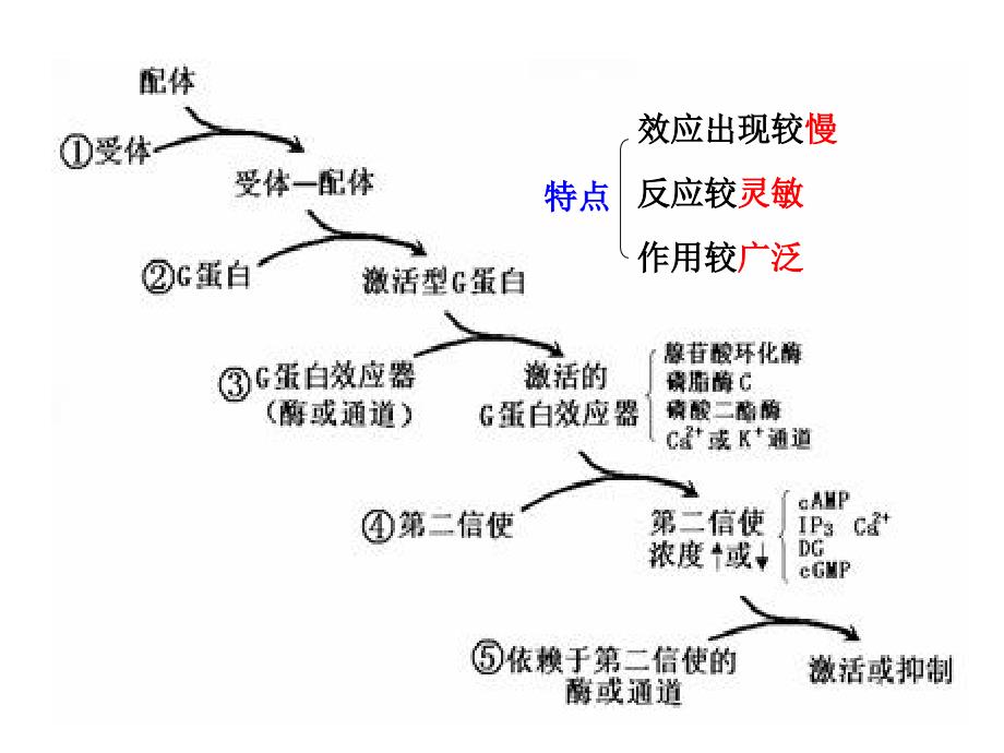 第二章细胞的基本功能3_第4页