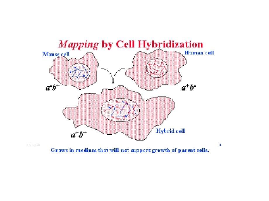 第五章细胞融合和体细胞杂交10-10_第5页