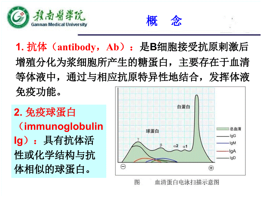 第四章抗体_第3页