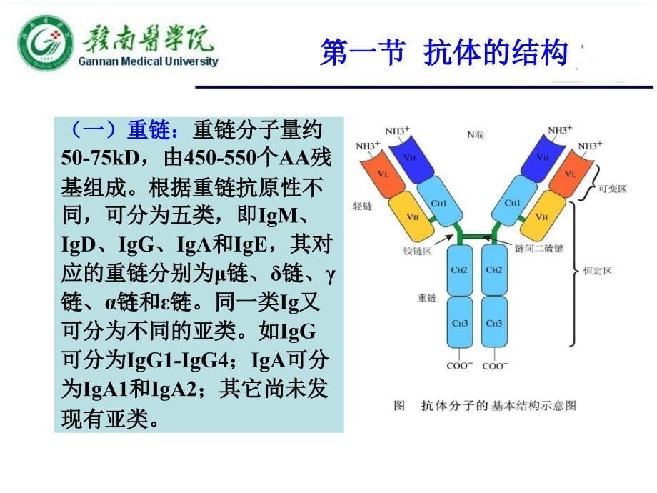 第四章抗体_第5页