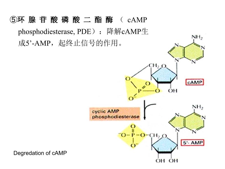 跨膜运输与信号传递4_第3页