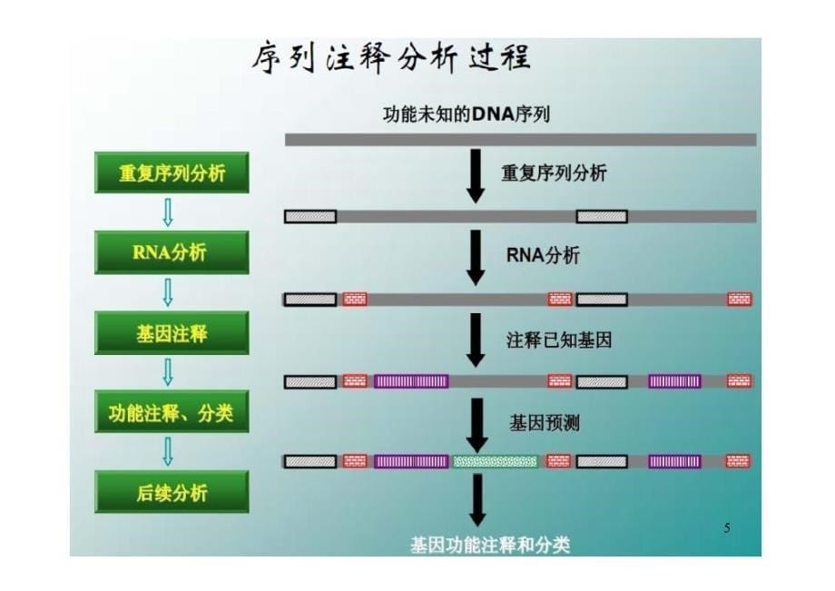 第四章基因预测补充_第5页