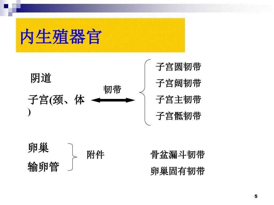 盆腔解剖终末版_第5页