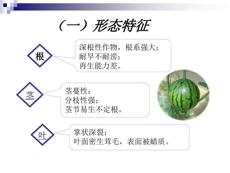 蔬菜栽培学第五章第三节西瓜_第5页
