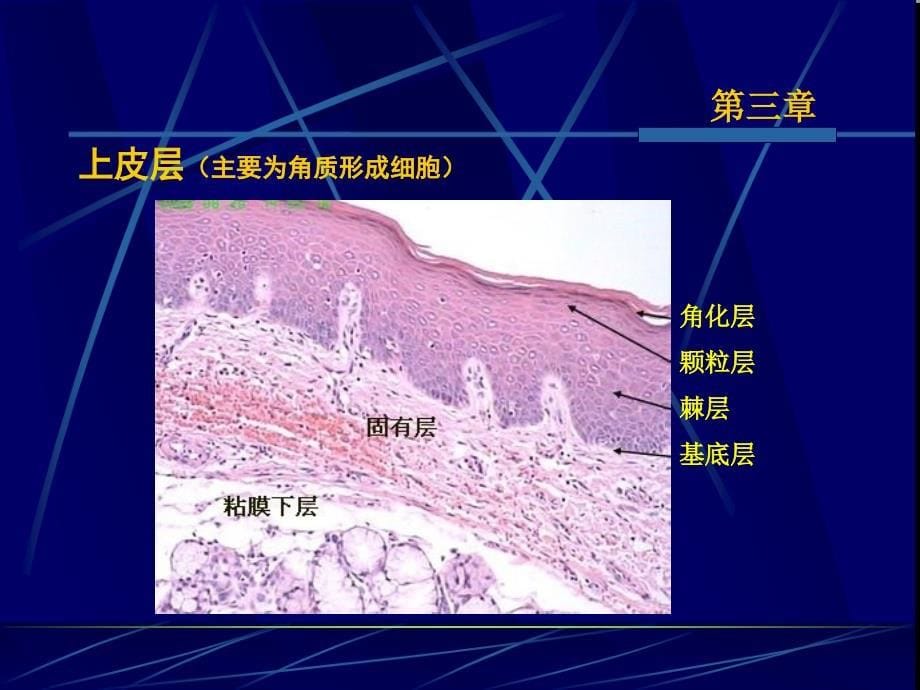 第三章口腔黏膜_第5页