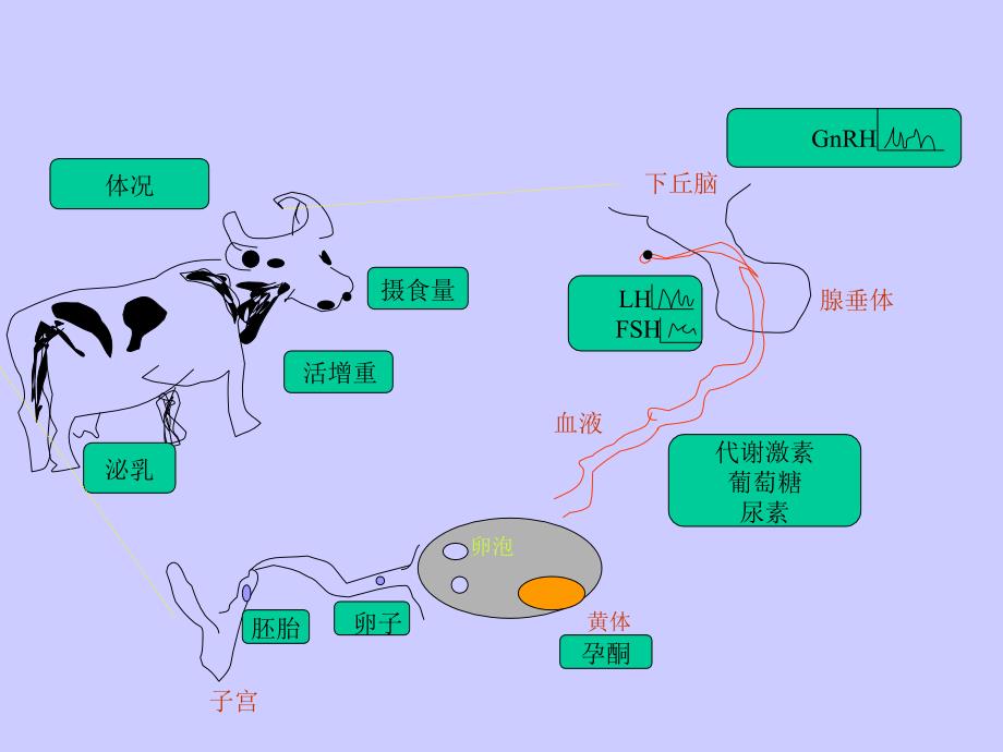 营养与繁殖_第3页