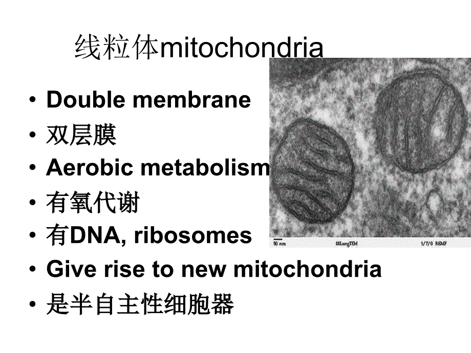 线粒体到微丝_第1页