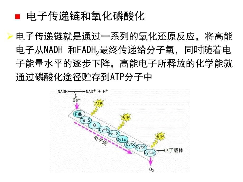 线粒体到微丝_第5页