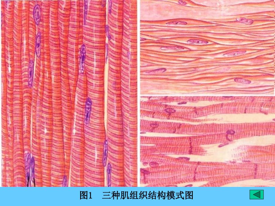 组织胚胎学06肌组织_第3页