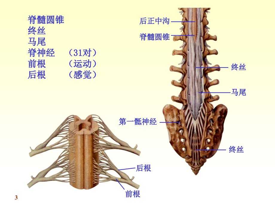 系统解剖学课件chapter17-1脊髓_第3页