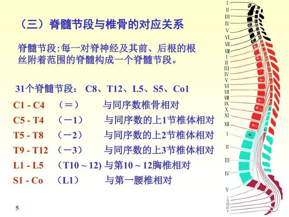 系统解剖学课件chapter17-1脊髓_第5页