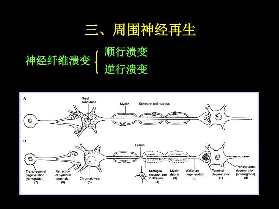 脊神经解剖图_第5页