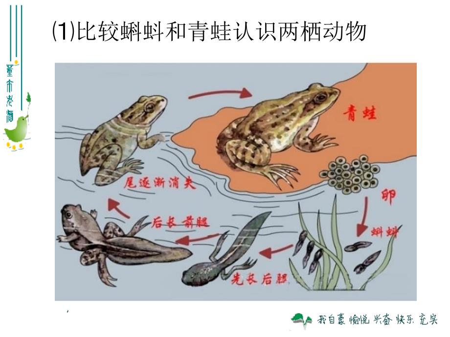 第五节、两栖动物和爬行动物上课用课件_第4页